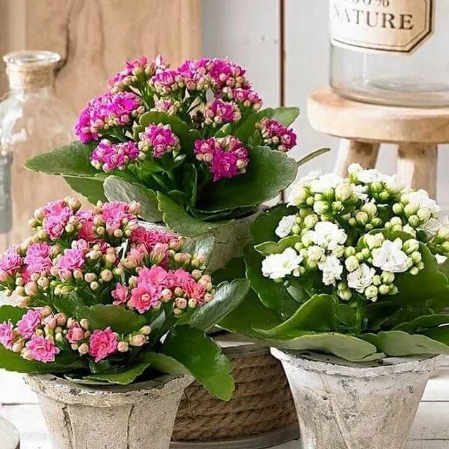 Vibrant floral arrangement featuring seasonal blooms and decorative plants from Dideqoy